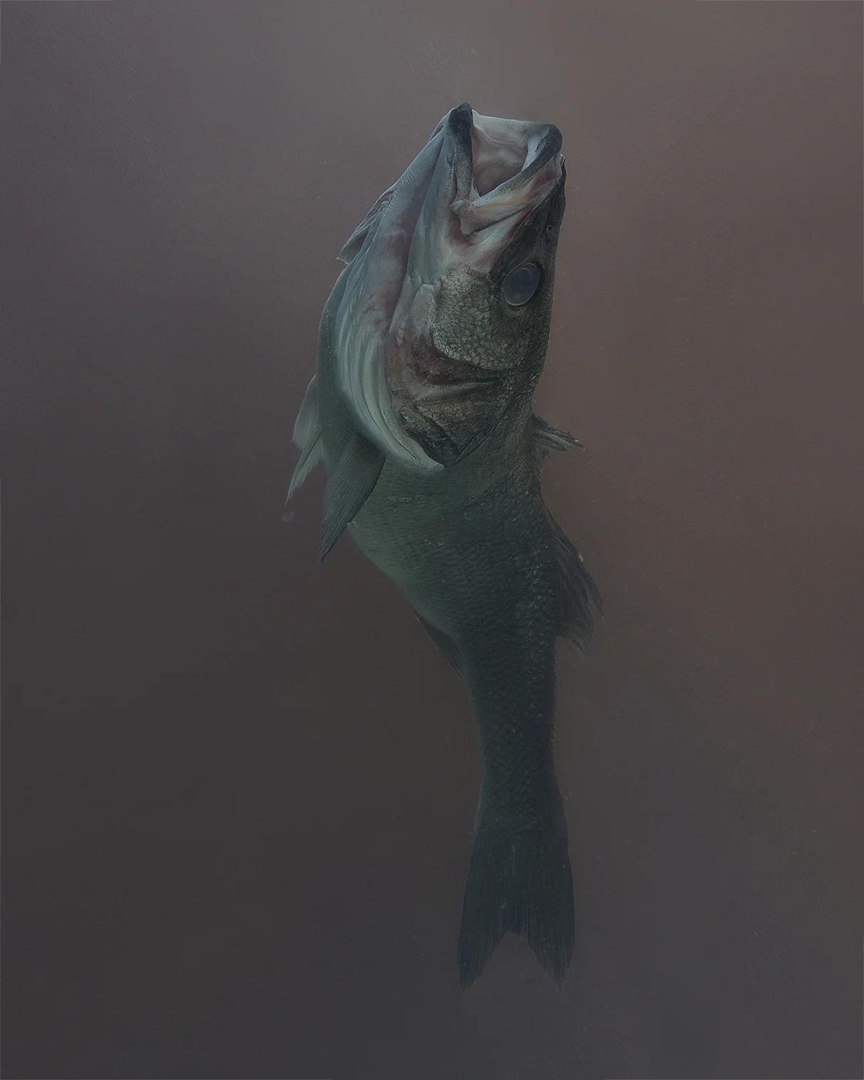 20160705_FISH TANK6108 1x vertica xxx layers.jpg