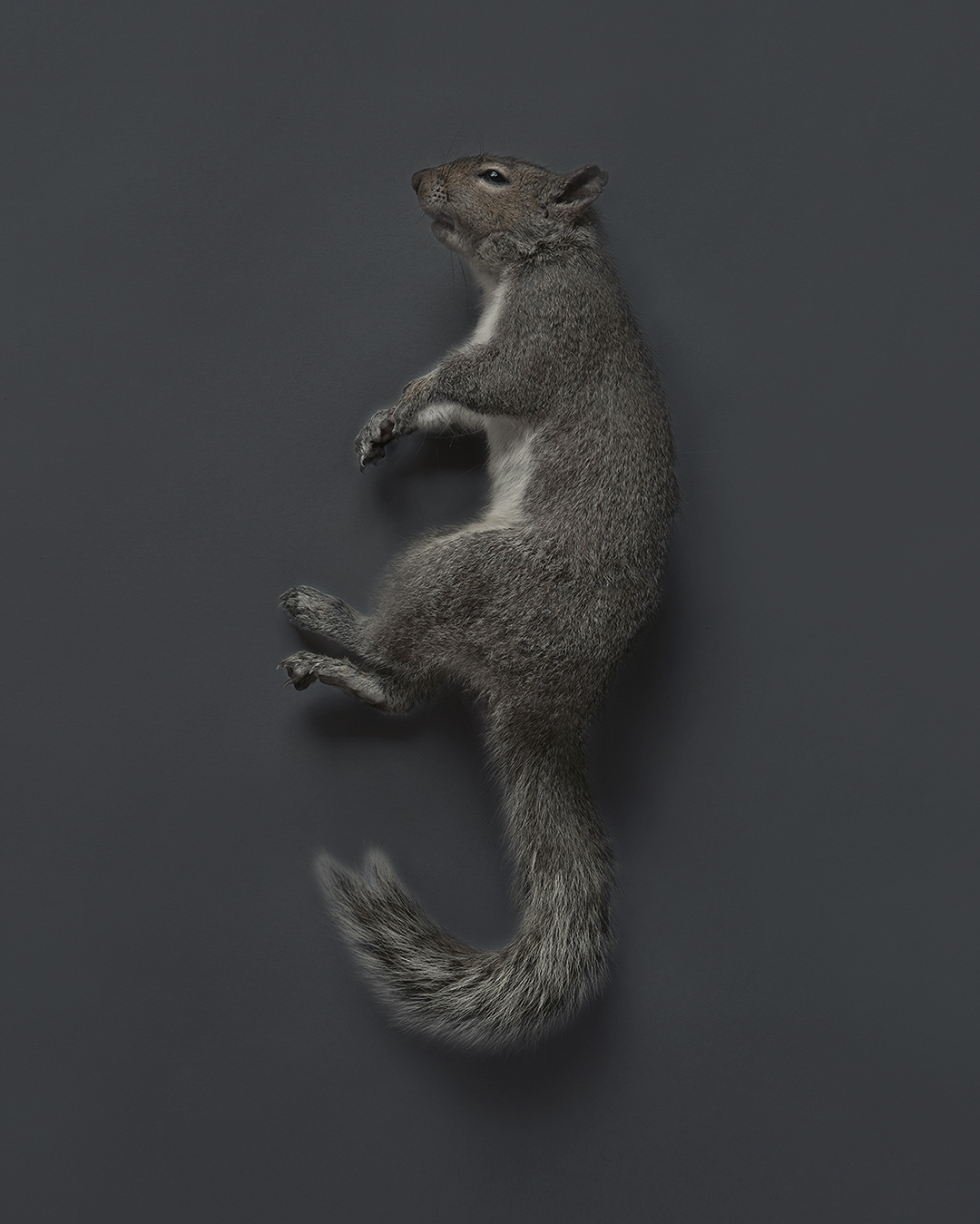 20180408_Nature Squirrel_0041 LAYER.jpg