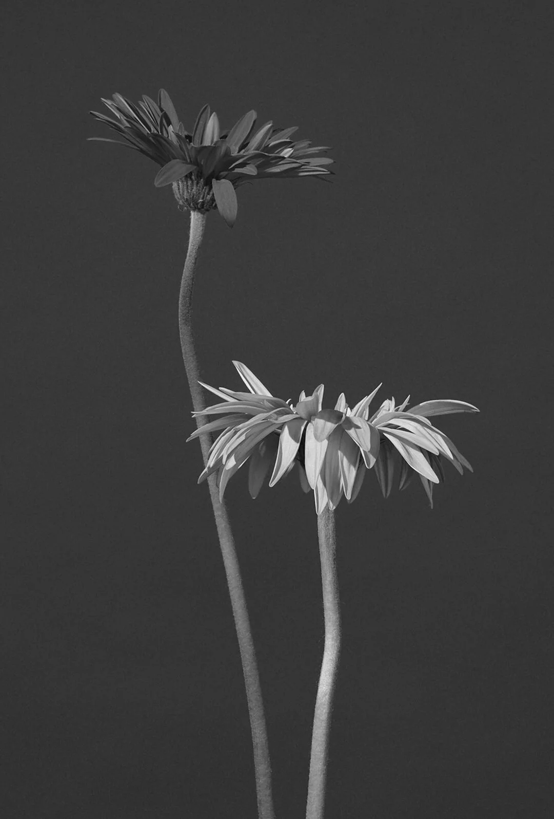 20200901_Anson Calder_Tote Bag_0jpg.jpg