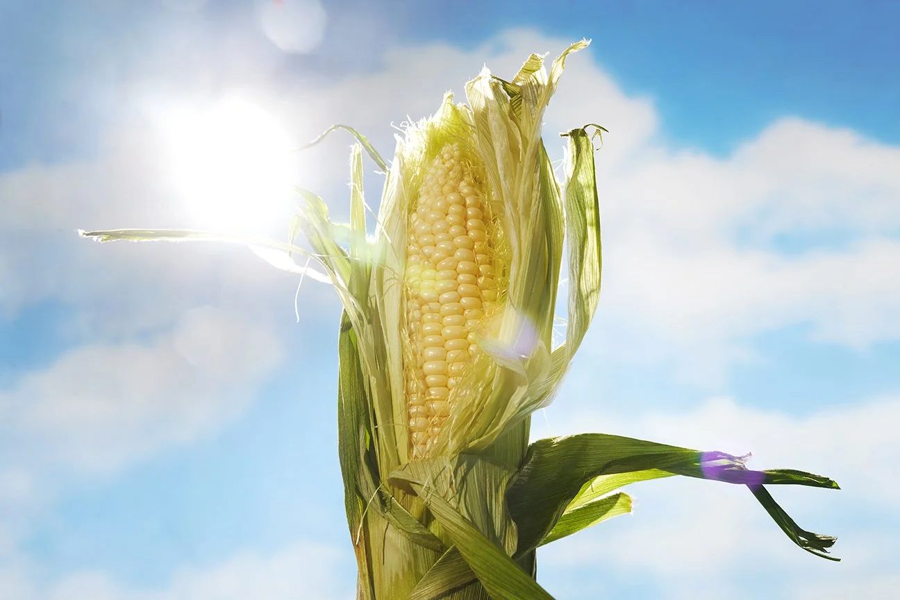 0519_2022_S4_CORN_INGREDIENT_HERO_0107LR.jpg
