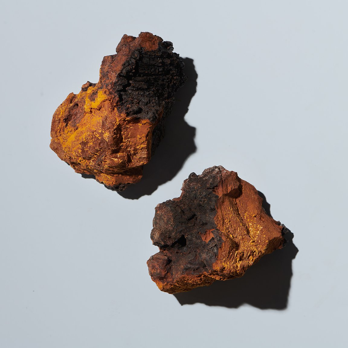 GP_INGREDIENTS_CHAGA_MUSHROOM_013.jpg