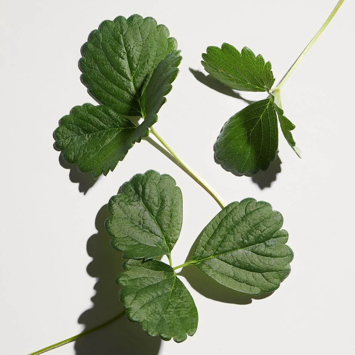 GP_INGREDIENTS_ORGANIC_STRAWBERRY_LEAF_003.jpg