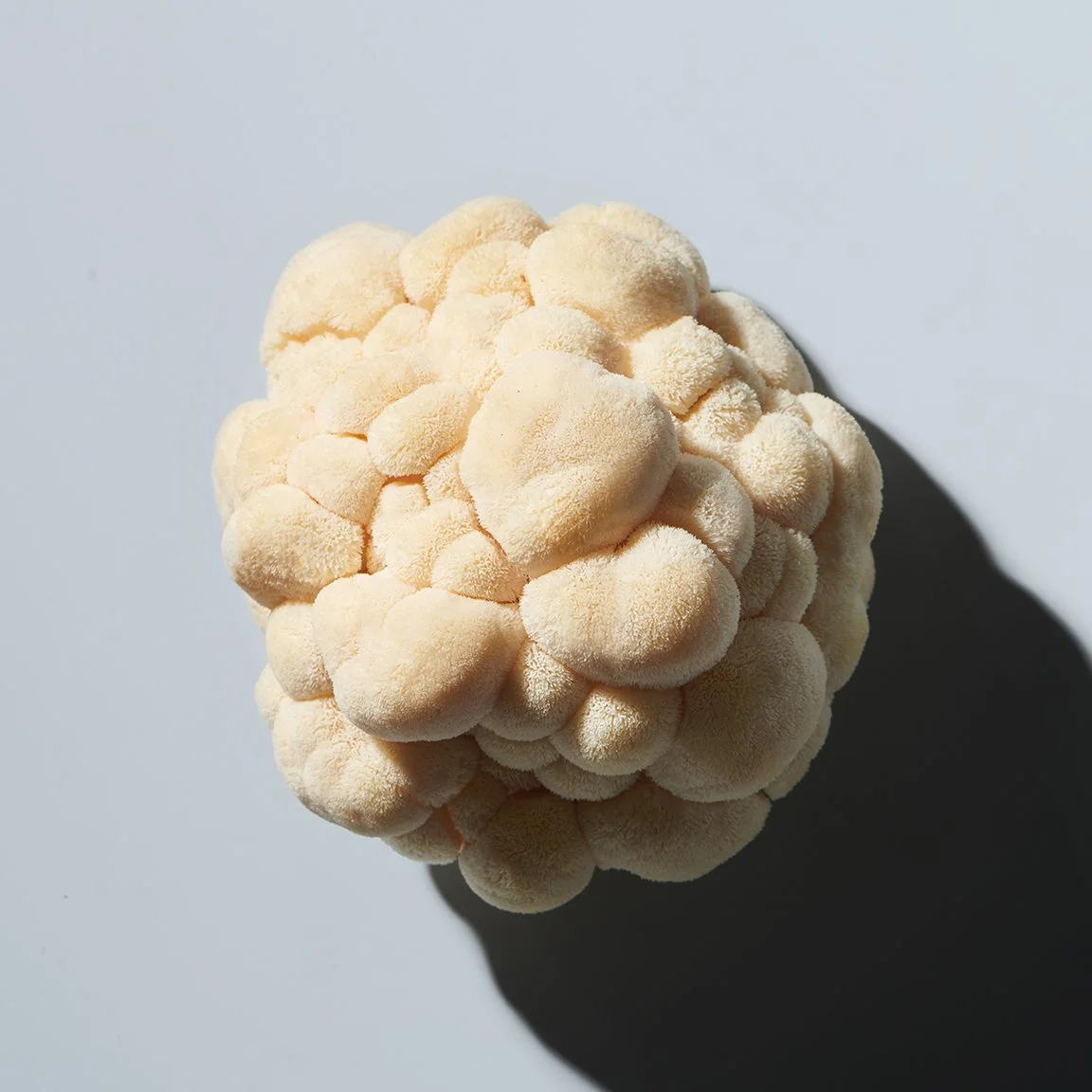 GP_INGREDIENTS_LIONS_MANE_MUSHROOM_007.jpg