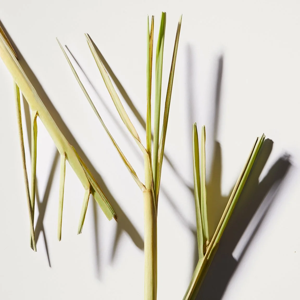 GP_INGREDIENTS_LEMONGRASS_002.jpg