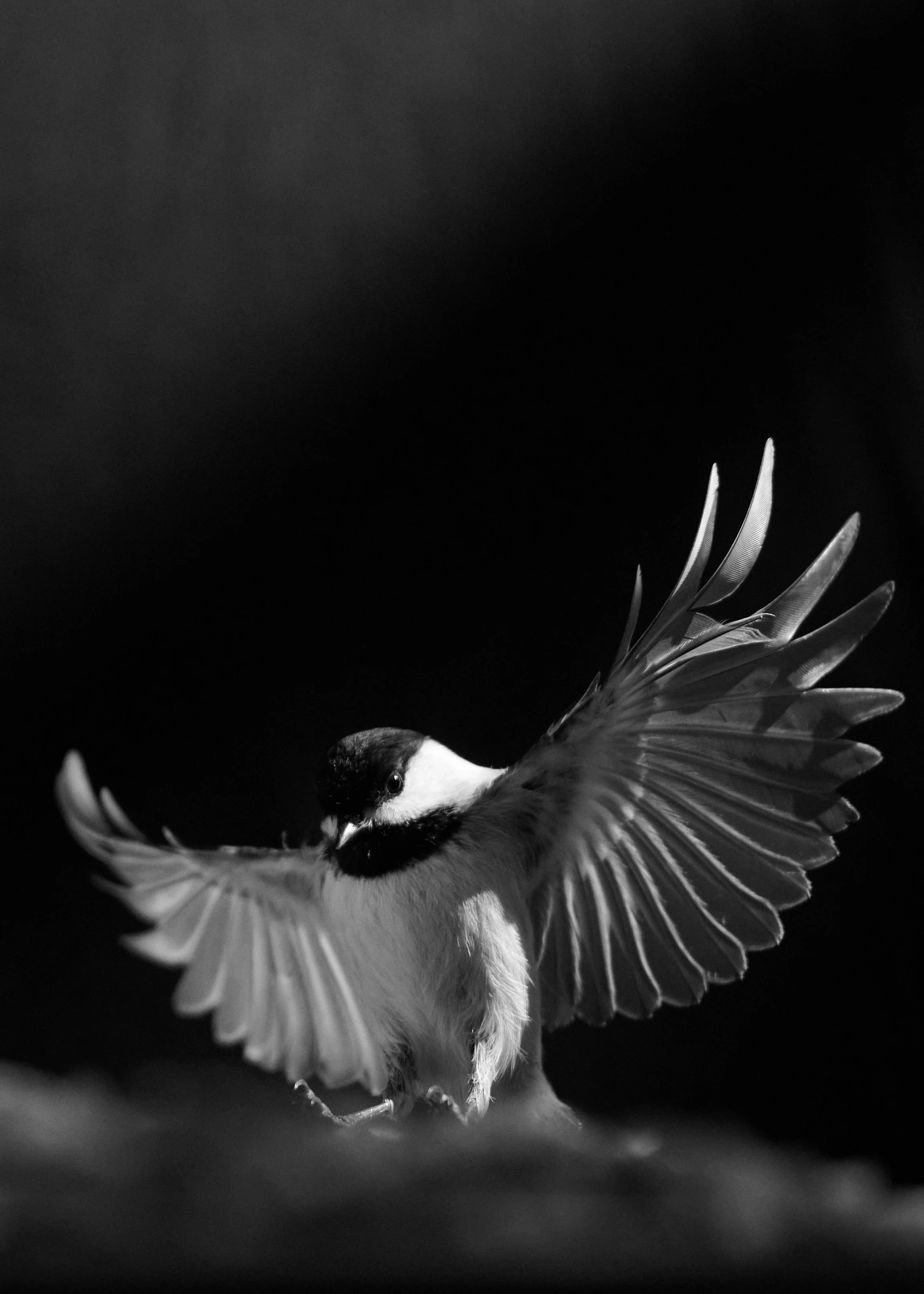 20231117_Collins OOH Bose_ 223.JPG