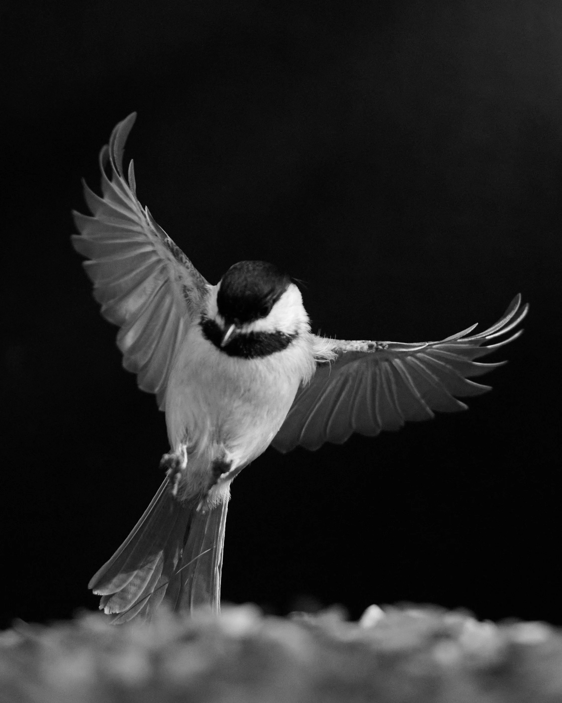 20231117_Collins OOH Bose_ 2176 1.JPG