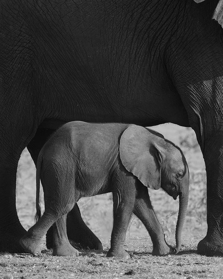 baby elephant bw print.jpg