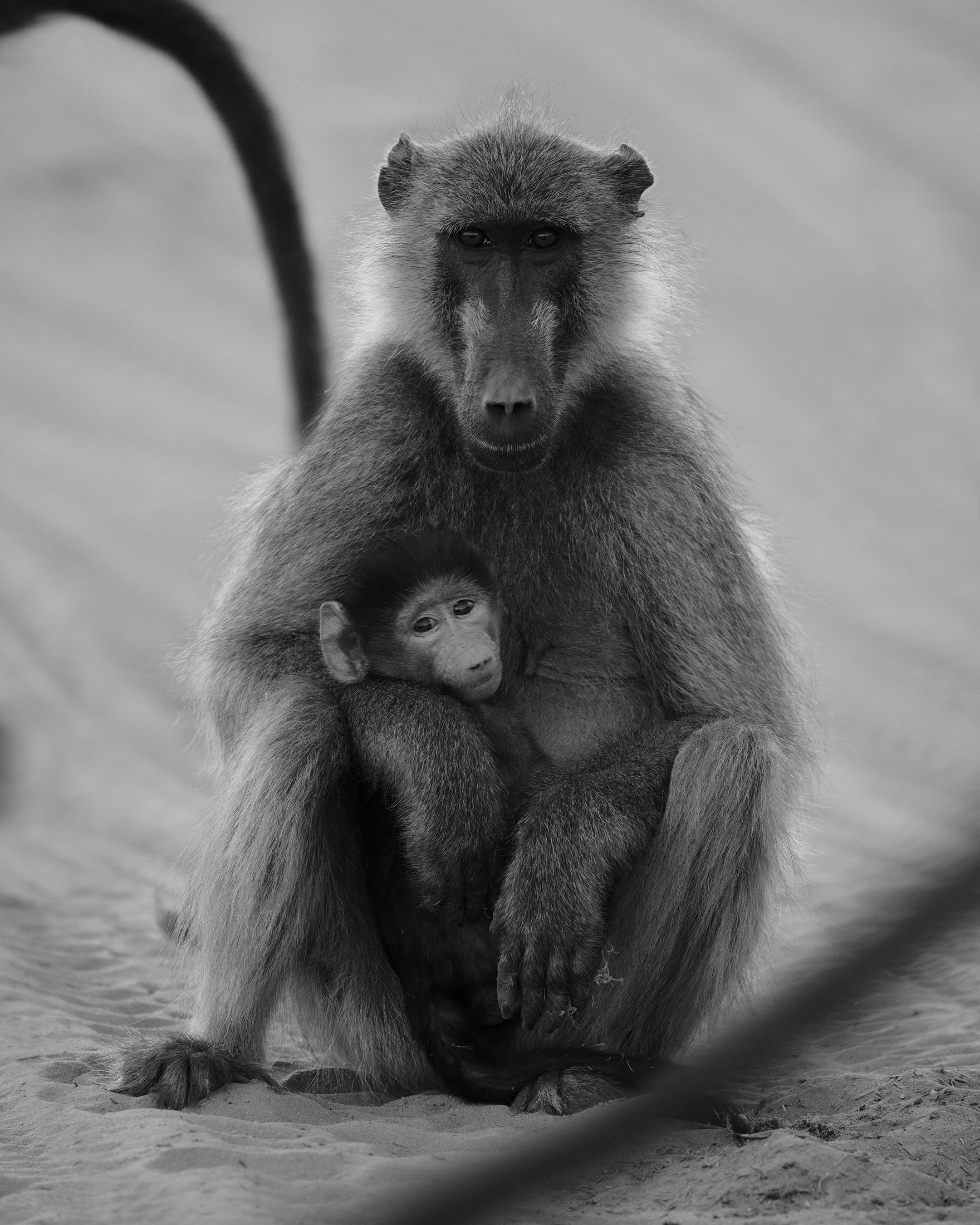 BABOON PRINT BW 2.jpg