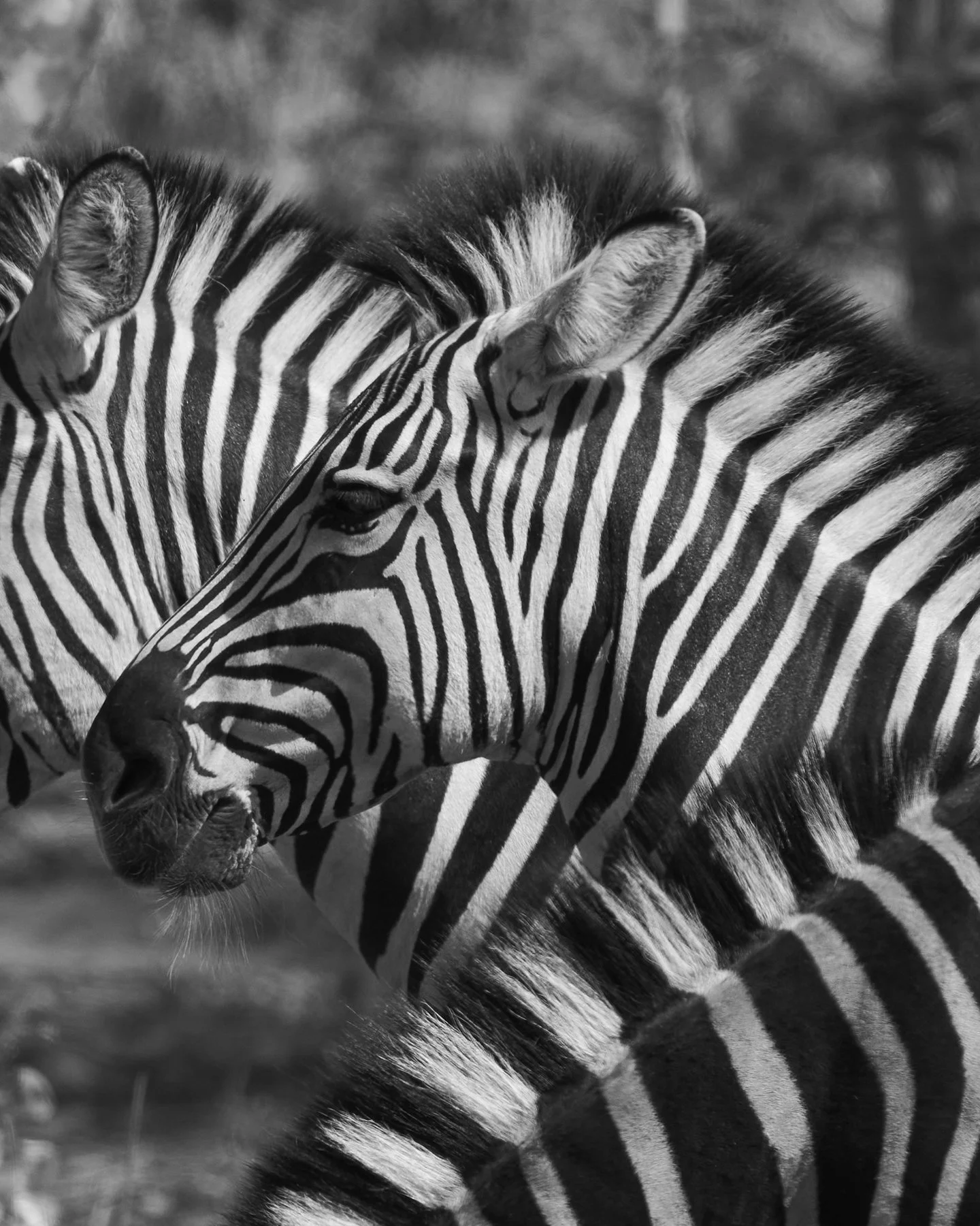 zebra_A741002.jpg