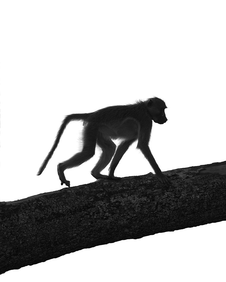 print baboon backlight.jpg