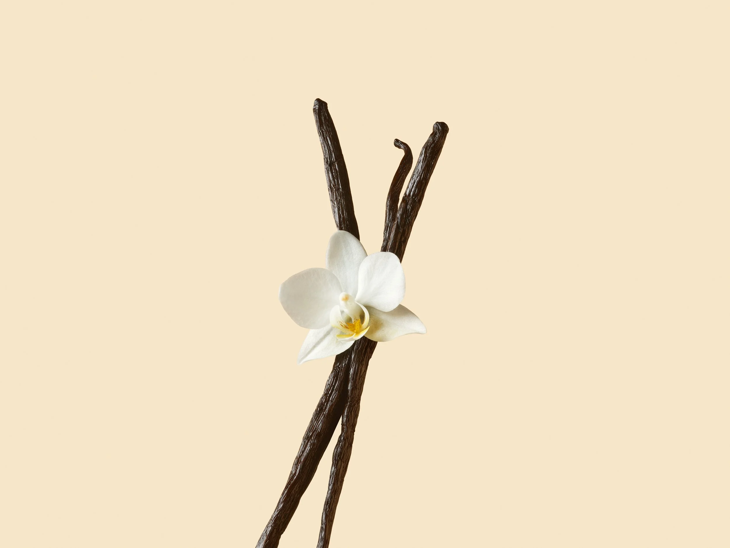 250401-Shot_04_Vanilla_Flower_Pod_0002.jpg