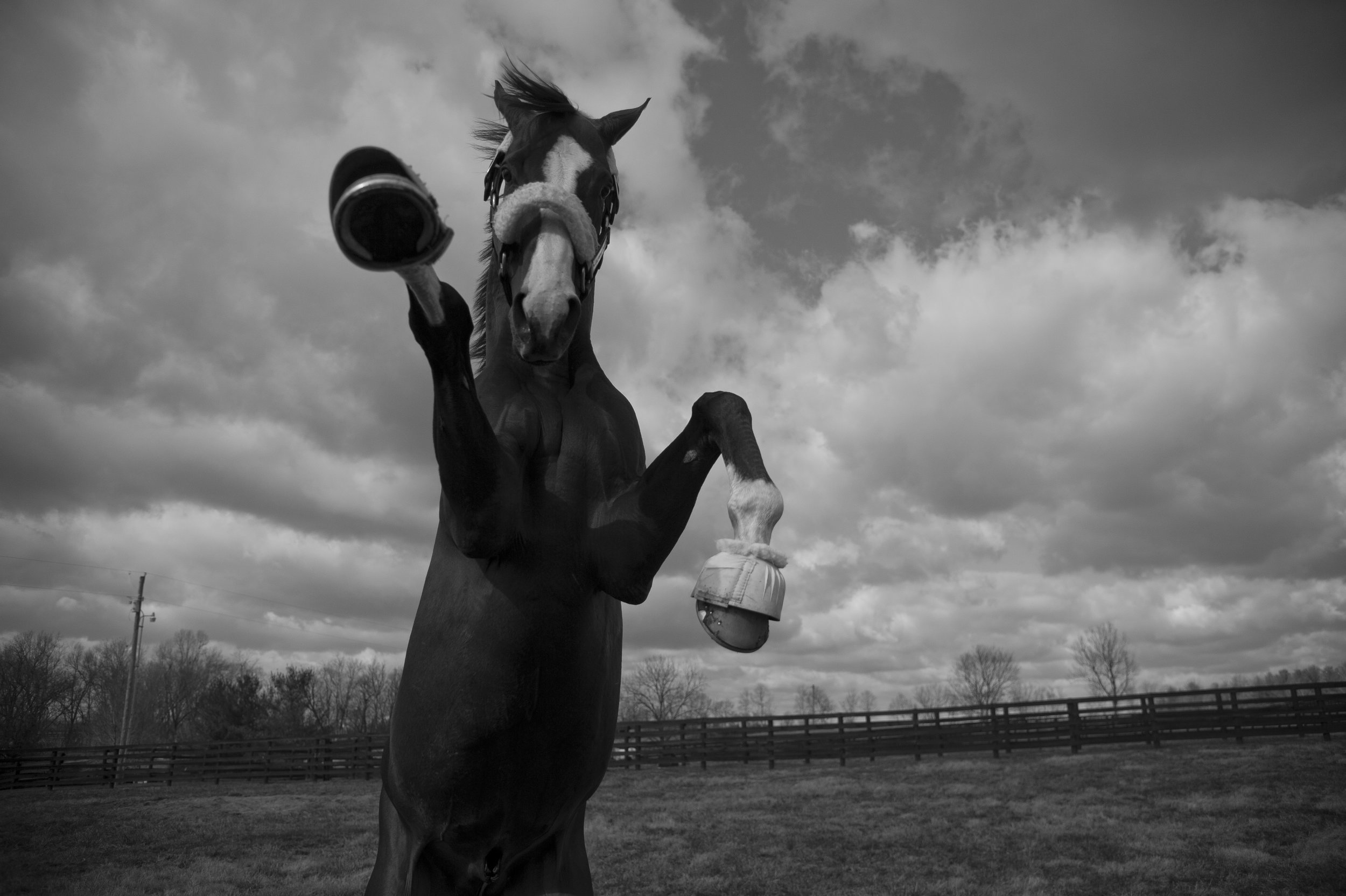 Visit The People's Horse and Taylor Made at Equestricon™!