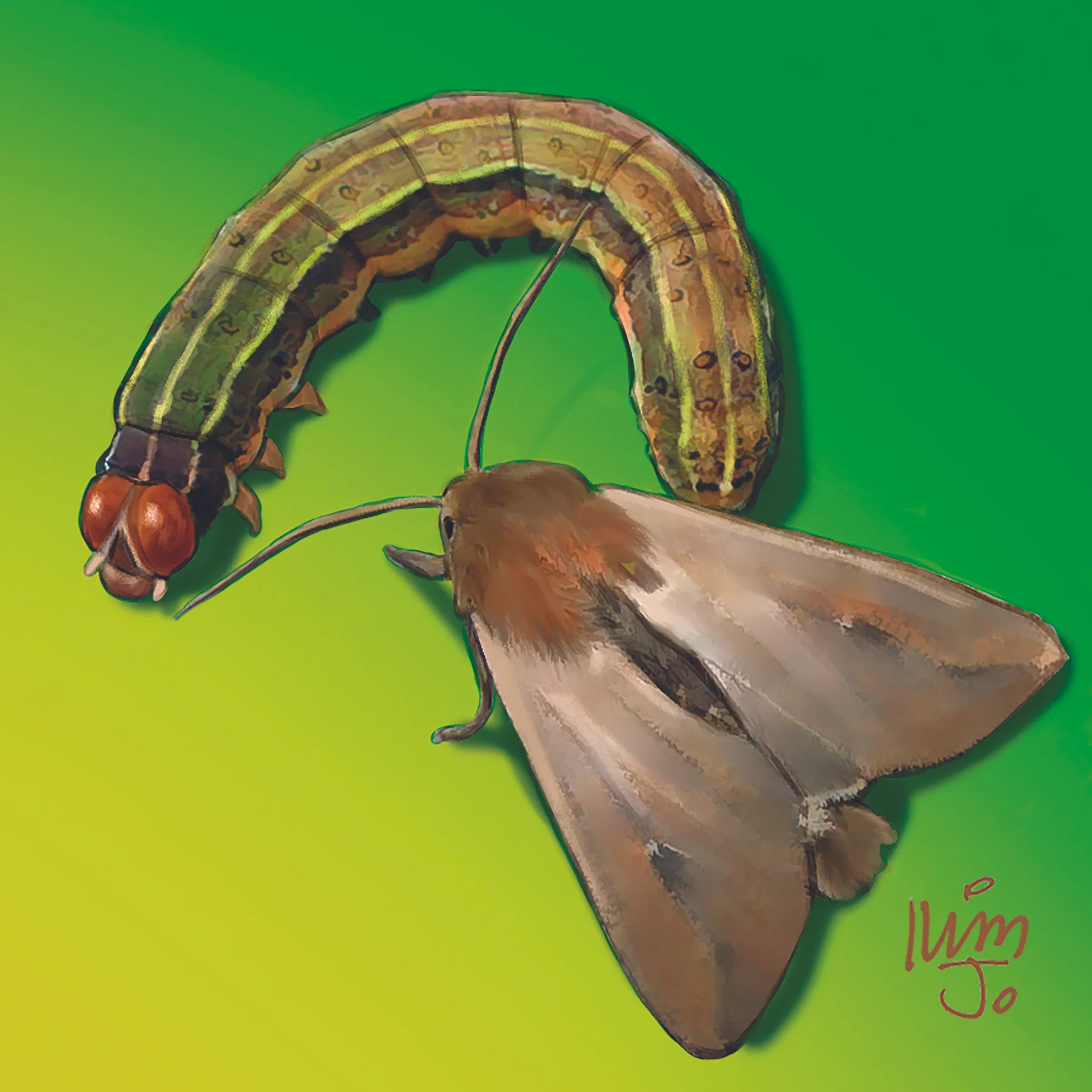 Armyworms.jpg