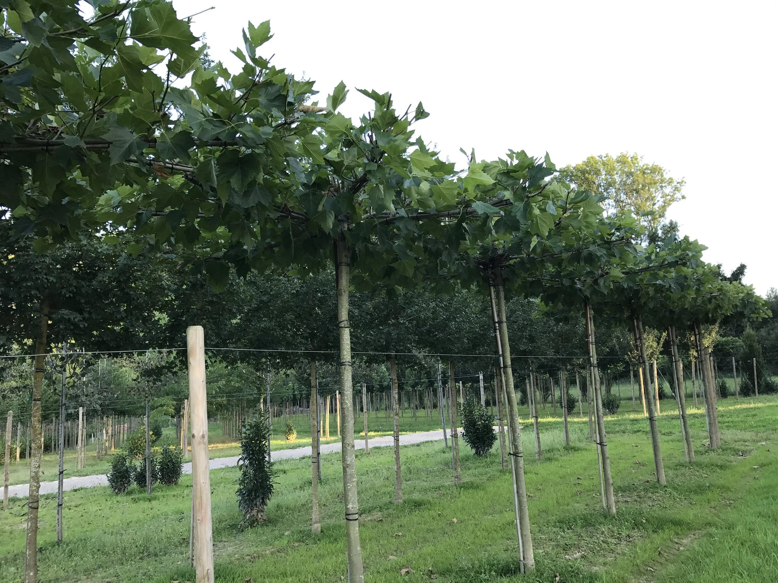 Baumschule 1.JPG