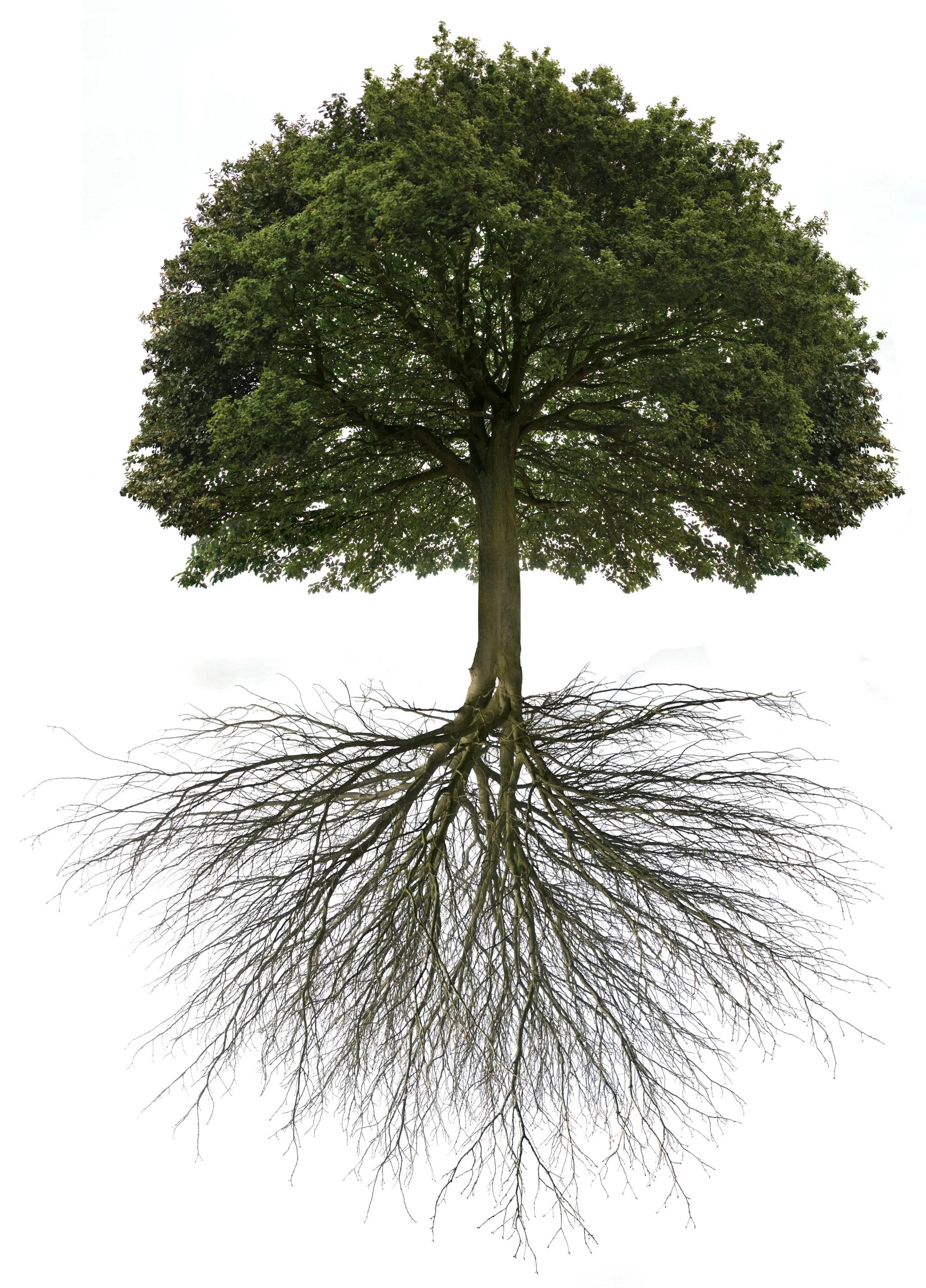 Baum mit wurzel.jpg