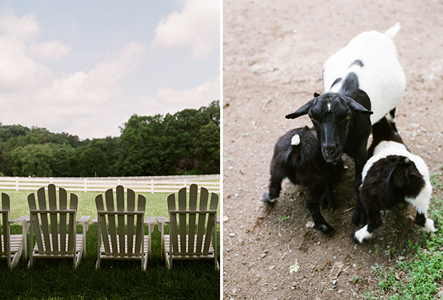 Cows and adirondack chairs at Fearrington - Sarah Der Photography
