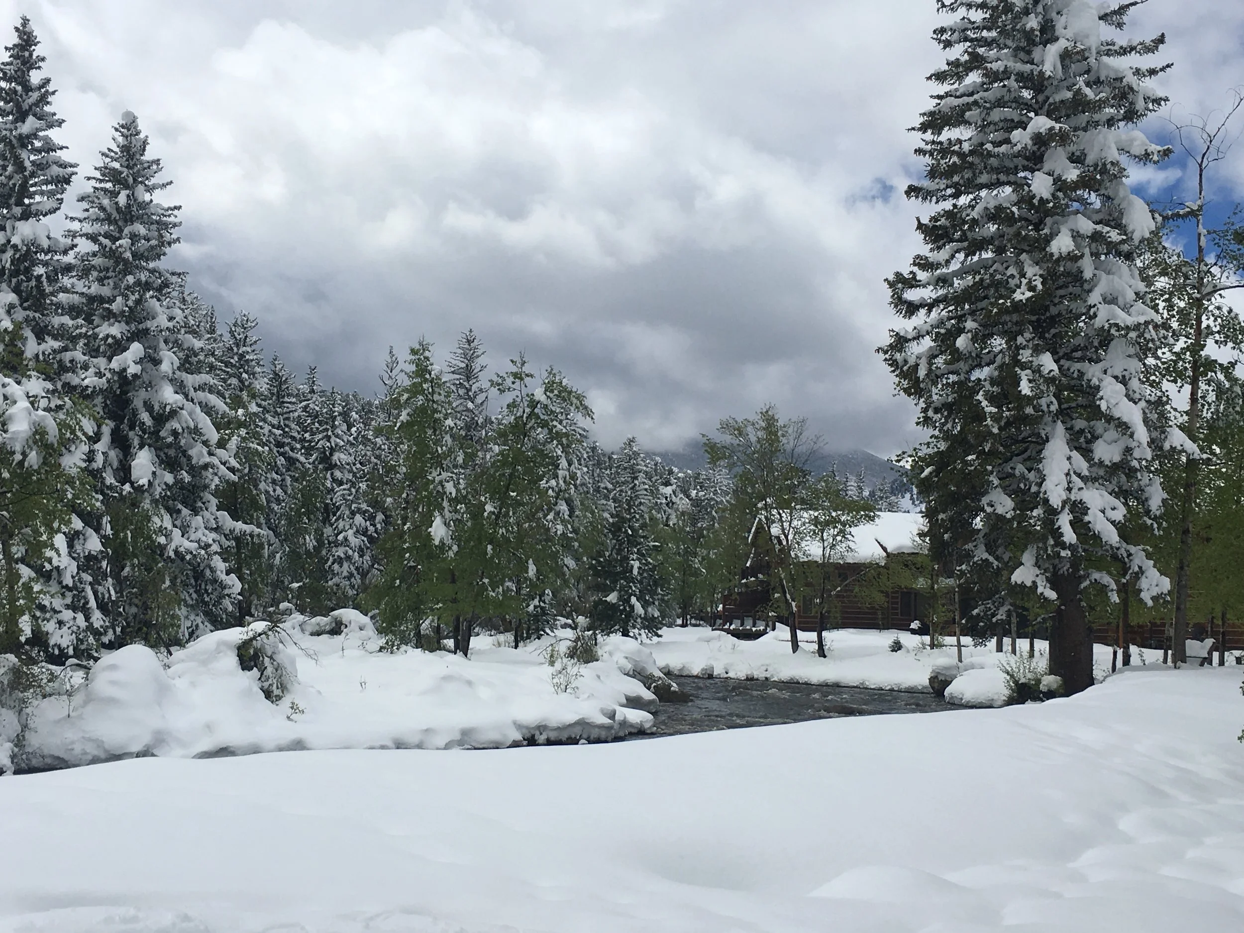 Backyard in winter.jpg