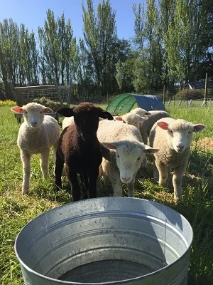 ofs sheep sm.jpg