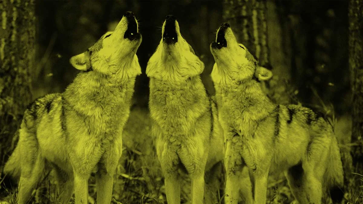 YOUR-WOLF-PACK-no-text-opt.jpg