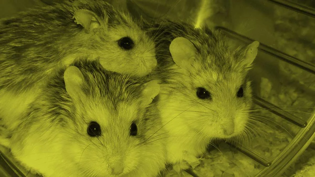 Hamster-Wheel-In-The-Forest-Blog-cover-opt.jpg