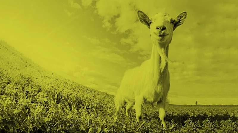 A-Note-From-A-Goat-BM-Article.jpg
