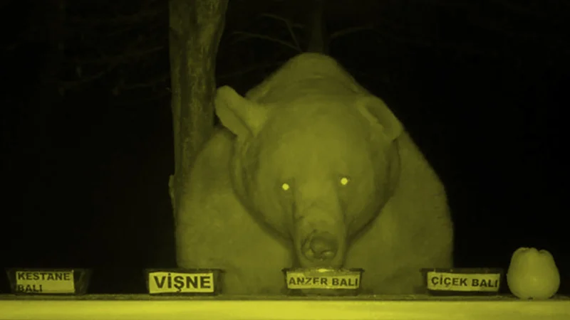 Like-Bears-To-Honey-Philip-VanDusen.jpg