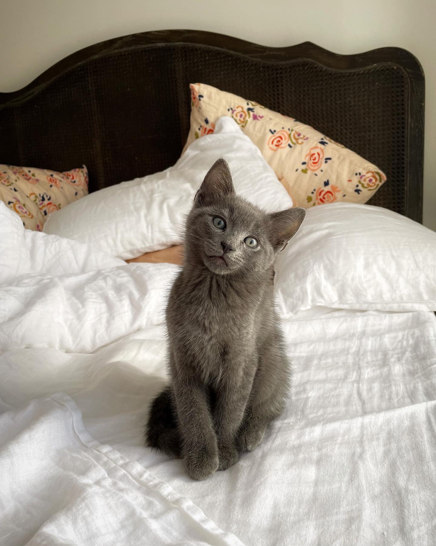 Meet Basil. A 10 week old kitten that found his way into our hearts and home.

#russianblue