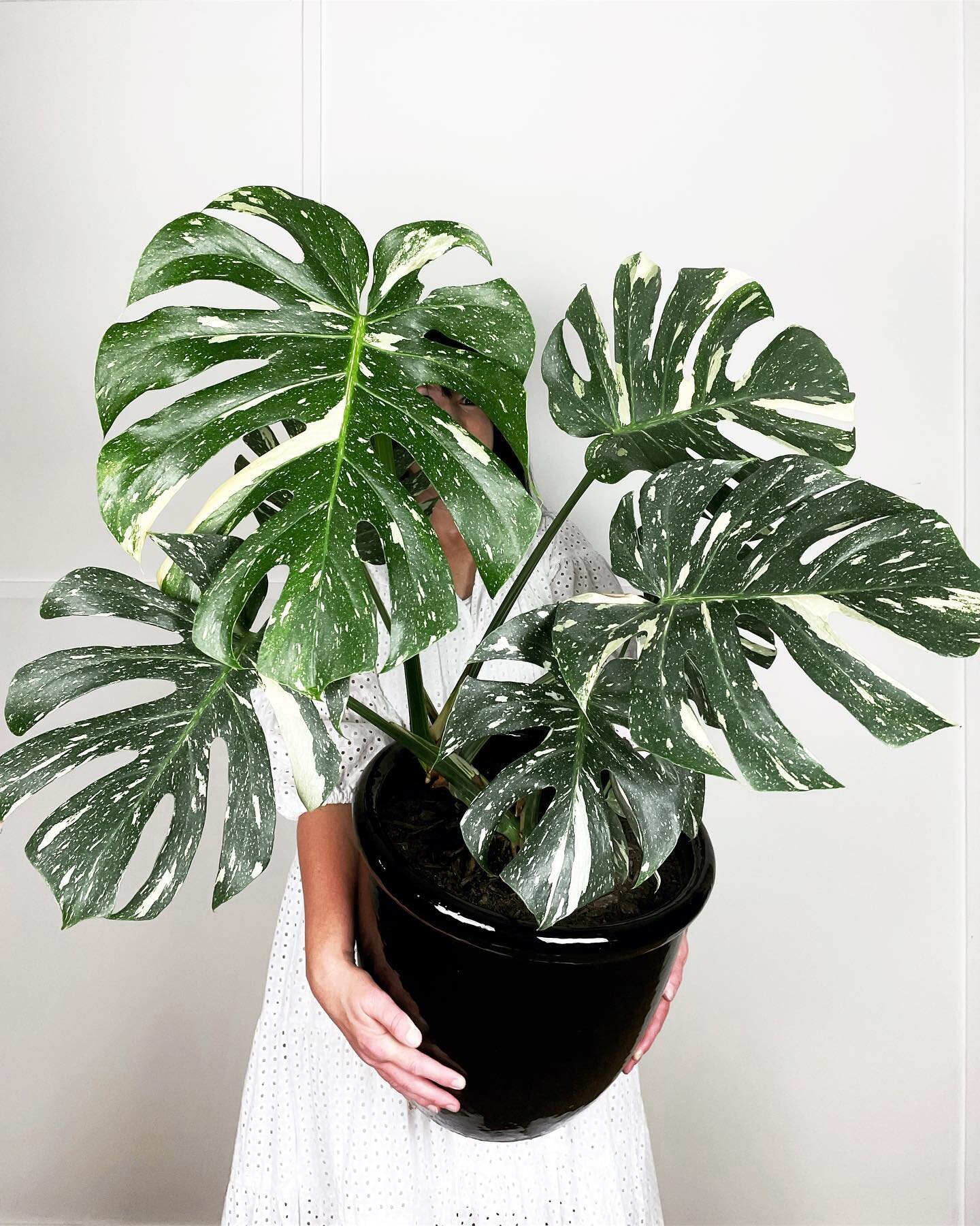 I feel like the propagation of a rare Thai Constellation Monstera might be up there with my all time greatest achievements, but not enough people would understand for me to ever put it on my CV. If you know, you know.

 #thaiconstellation #rareplants