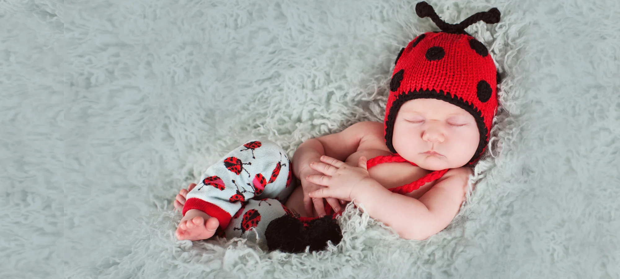 ladybug.jpg