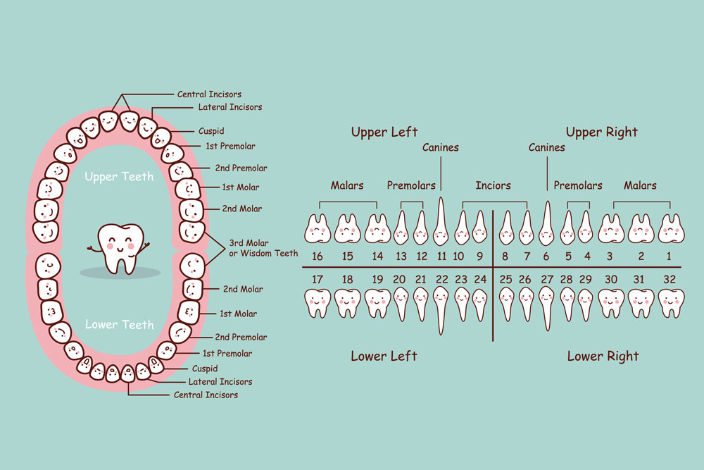 Rogoff Dental Group — Human Teeth Diagram