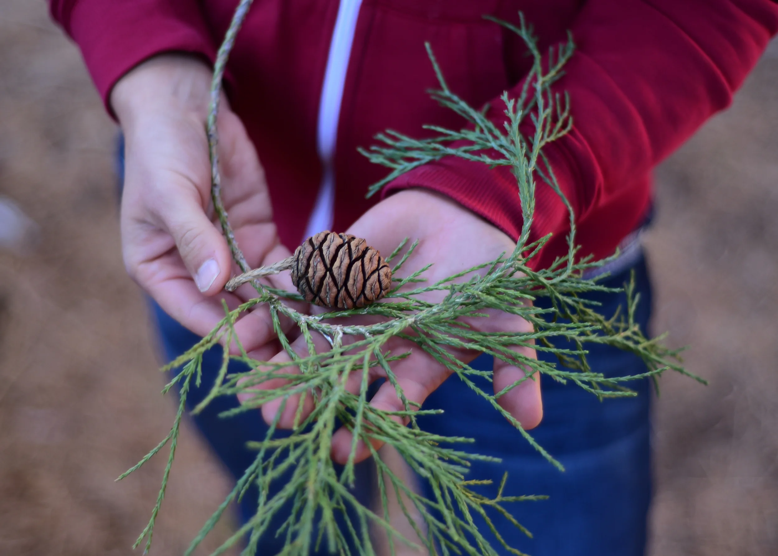 hands_pinecone.jpg