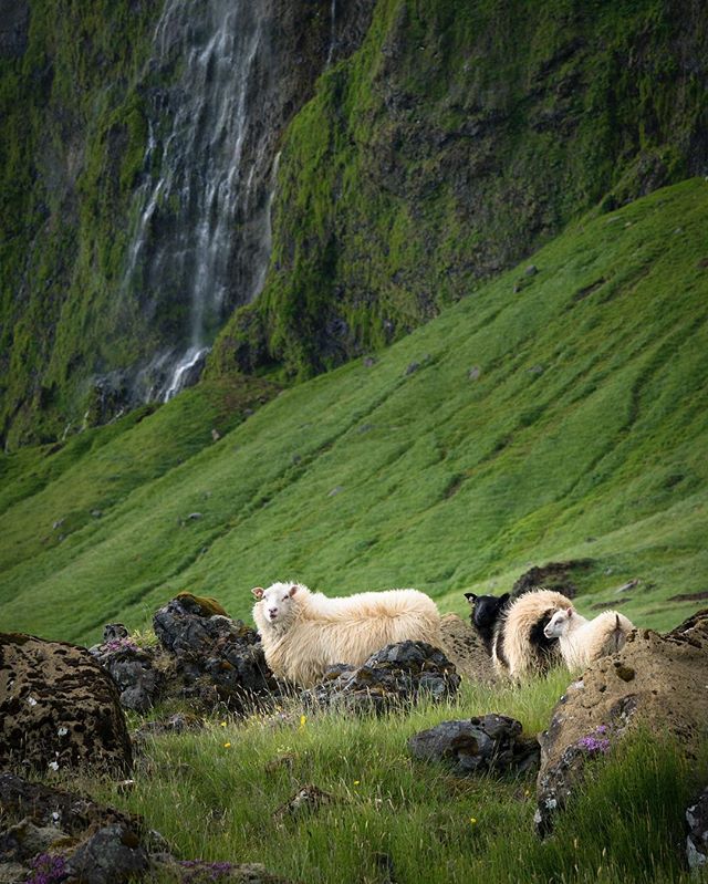 Iceland 🇮🇸 Raw beauty everywhere you look ✨

Photo: @codytutts 
#iceland #exploretocreate #waterfall