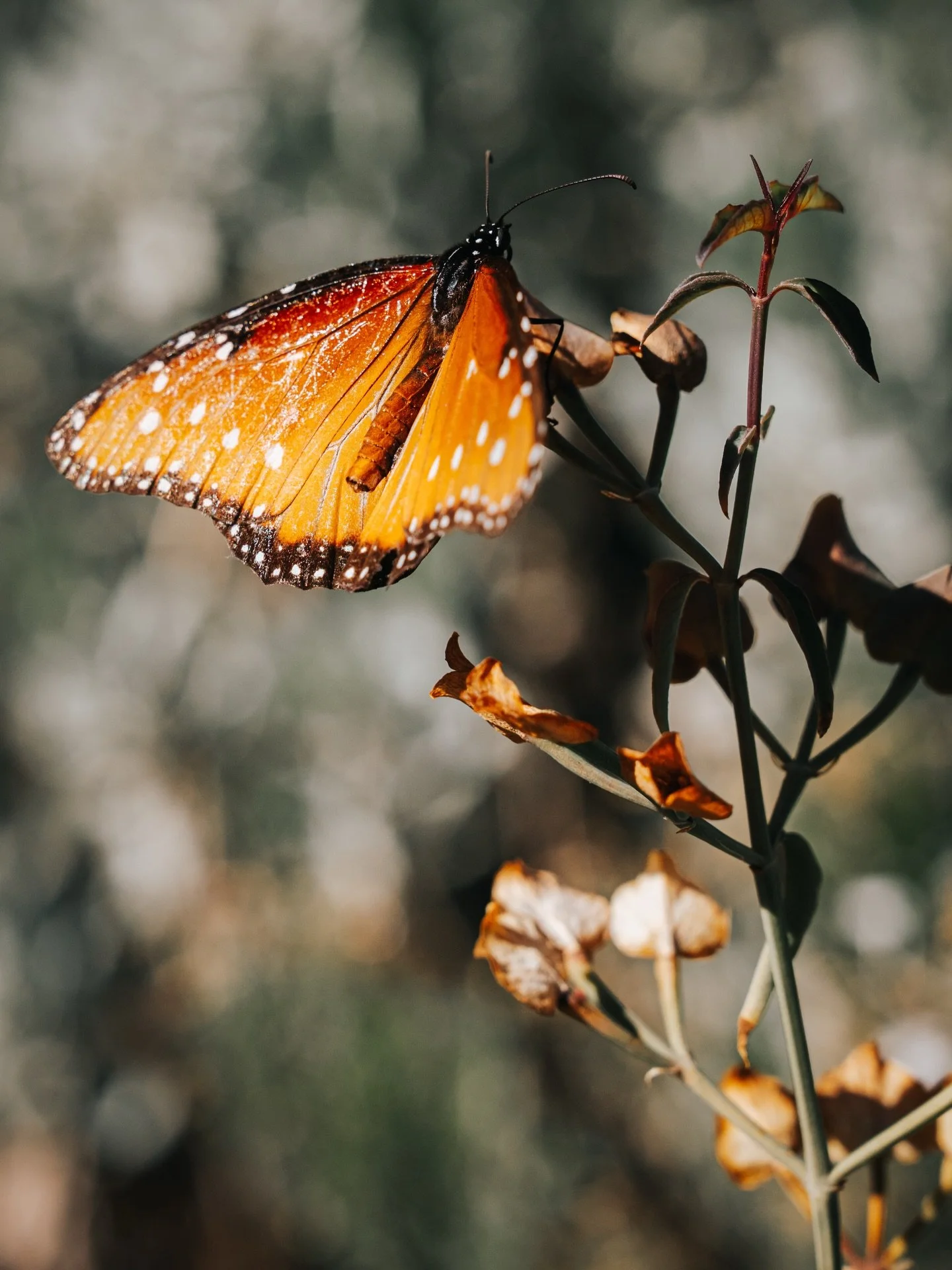 Joys of the Sonoran Desert.