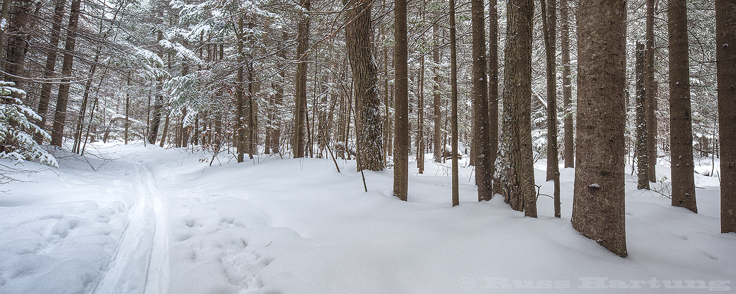 Back country ski trail on Rand Hill. We call this section of trail "The Evergreen Cathedral". 