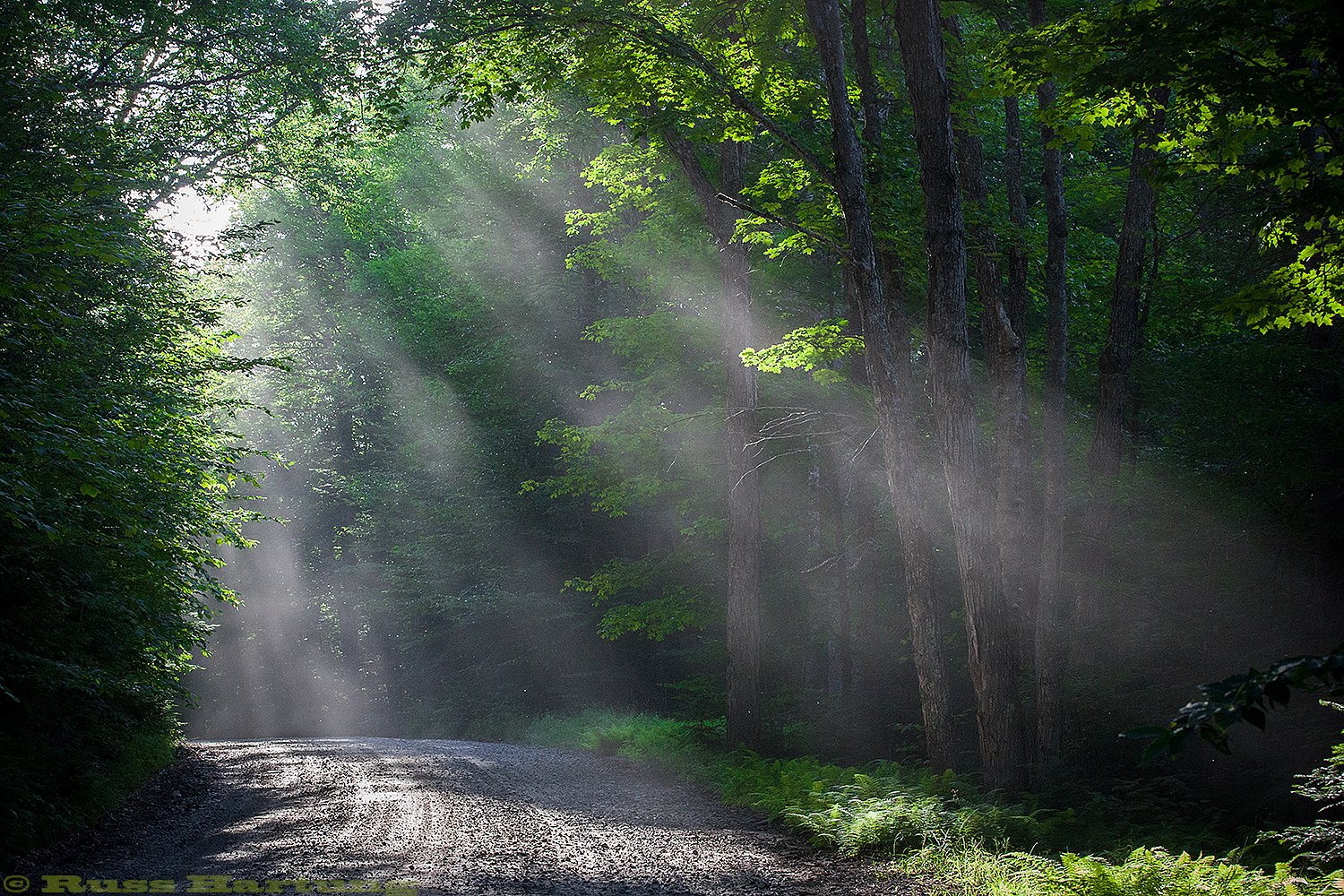Sunlight filtering through the dust coming off of Floodwood Road in the St. Regis Canoe Wilderness. 