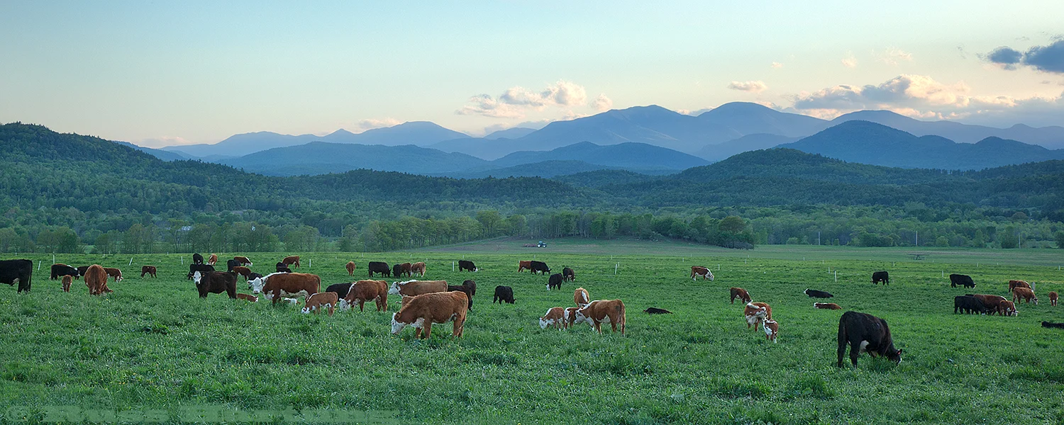 Adirondack High Peaks from the perspective of a working dairy farm in the Eastern foothills.