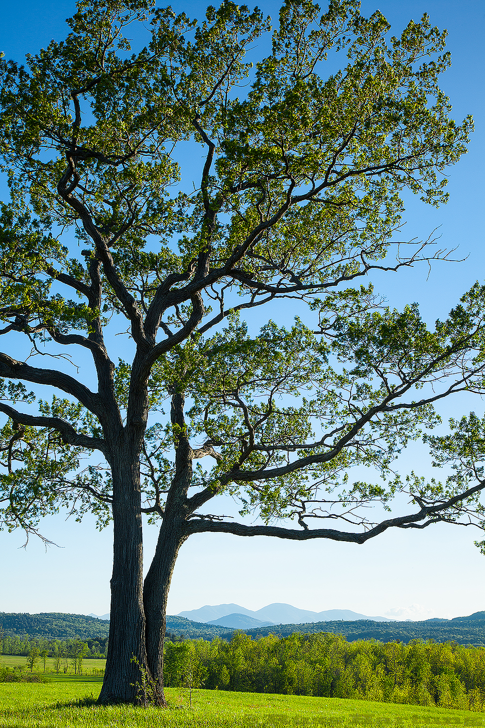 A lone tree frames a view of the high peaks from the East. 