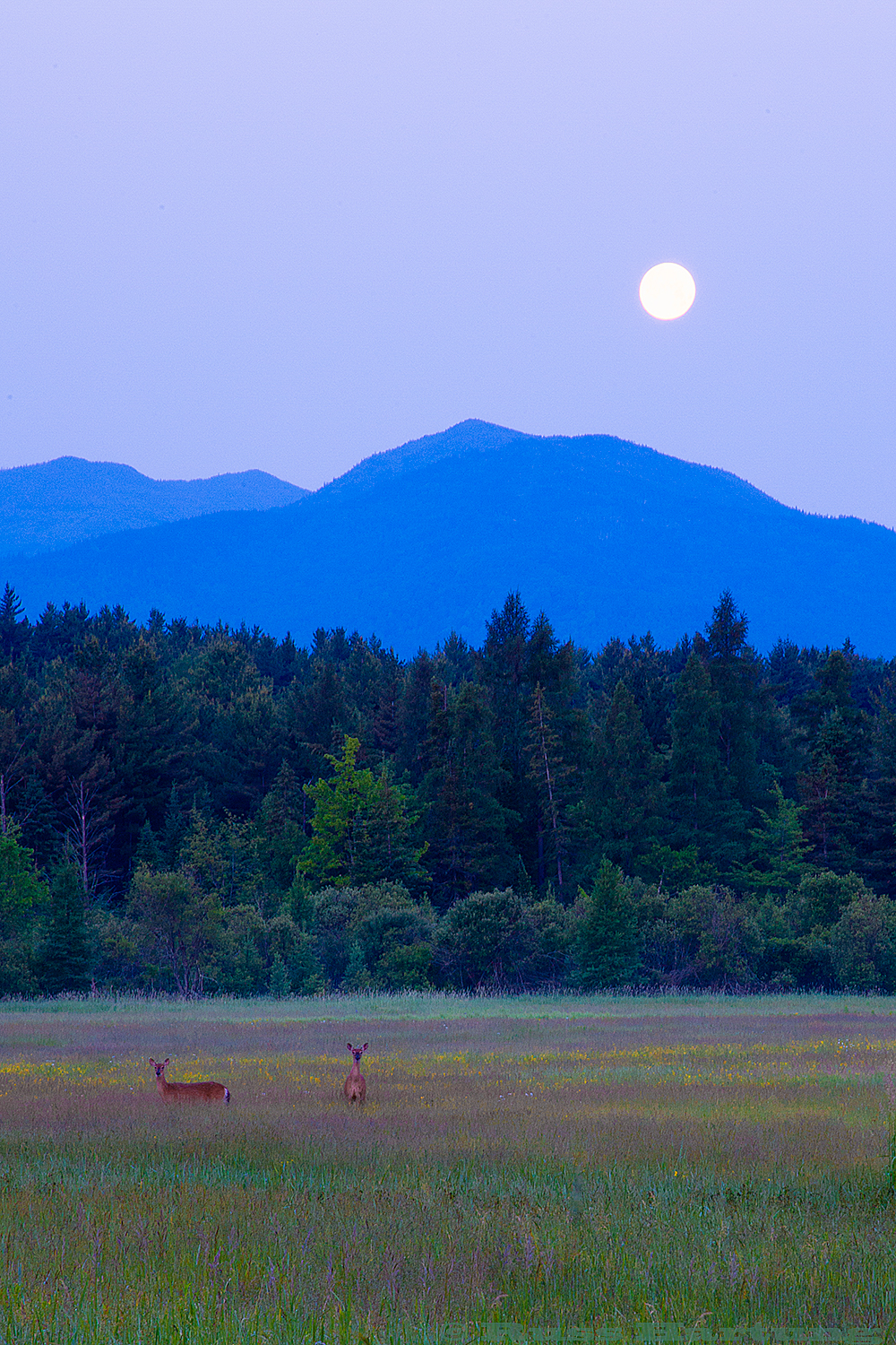 The Moon is setting just before sunrise over a meadow as two deer look up from their breakfast. 