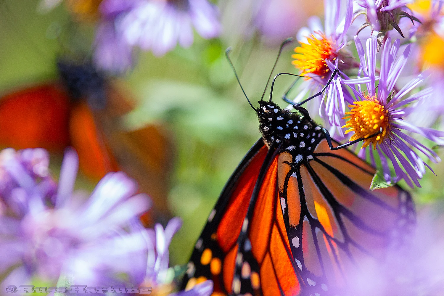 Two Monarch Butterflies. I saw these two on some flowers at the edge of the woods on my way to Indian Lake.