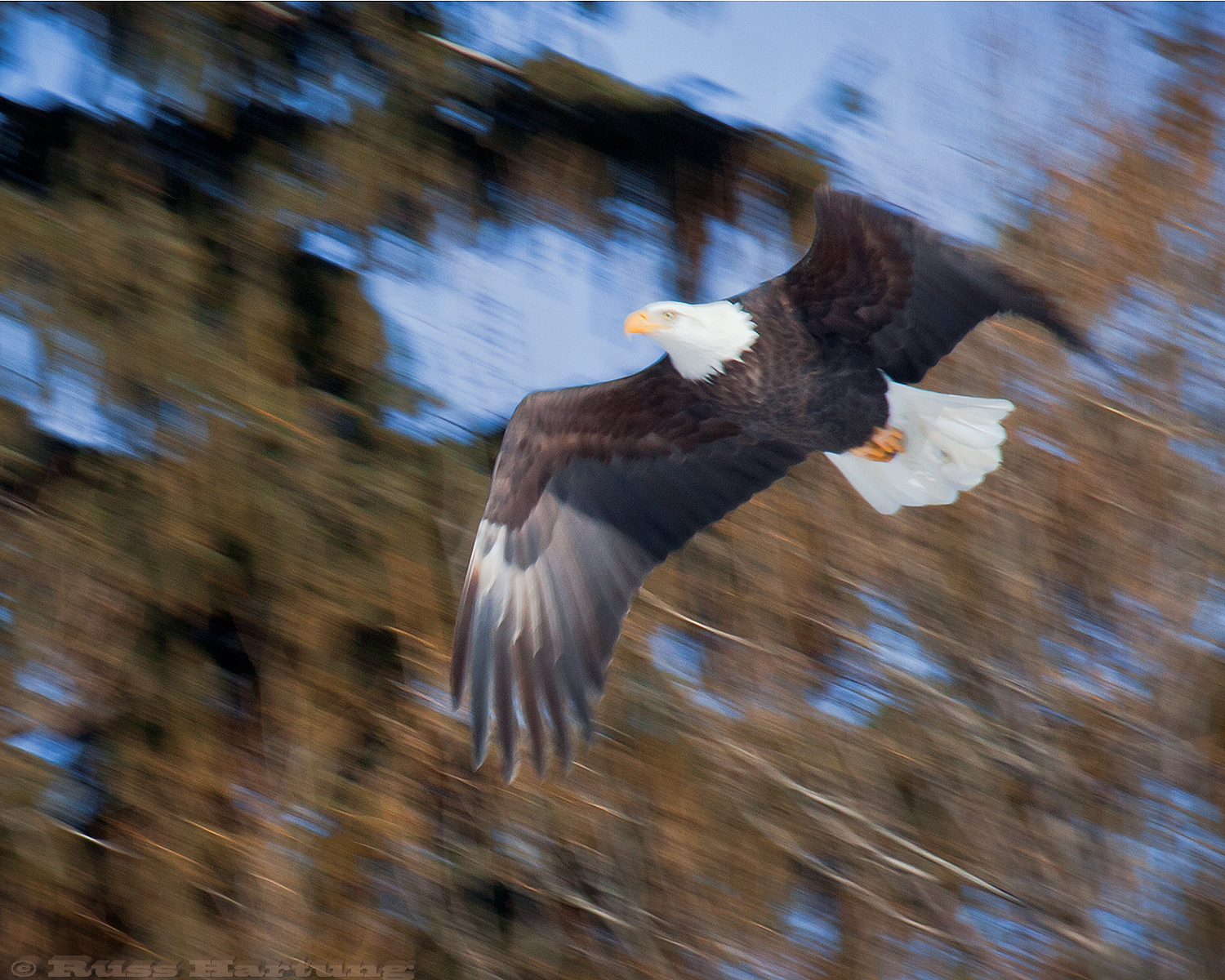 Bald Eagle in flight. I followed this eagle for about an hour. Finally some ravens chased him from his perch and he flew right over top of me. 