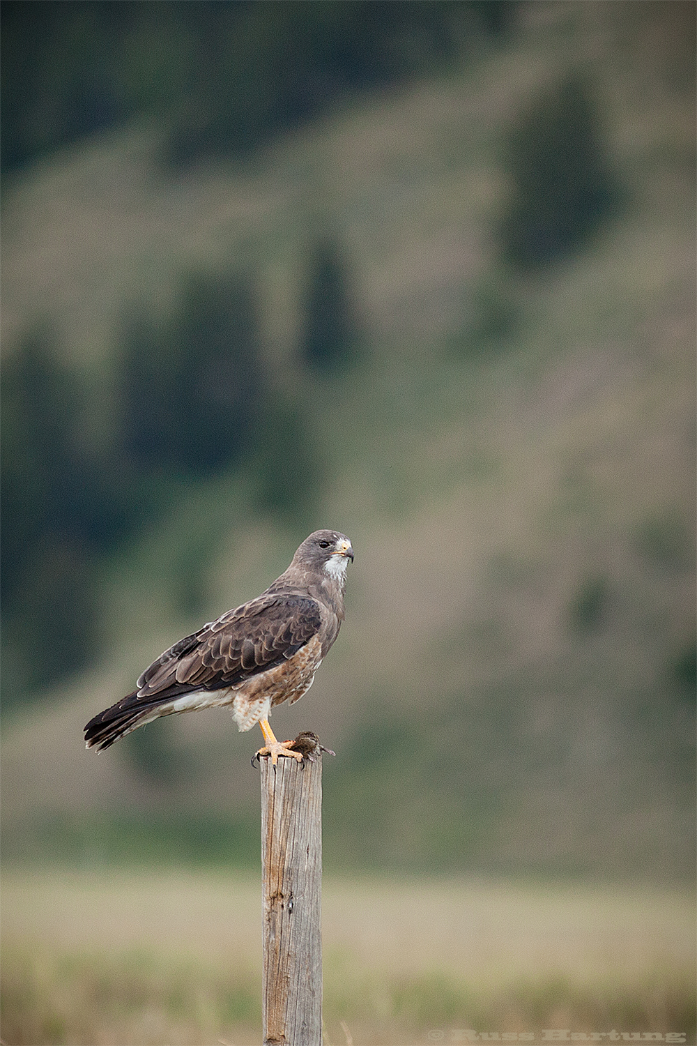 Hawk with freshly caught field mouse. Teton National Park - Jackson, Wyoming. 