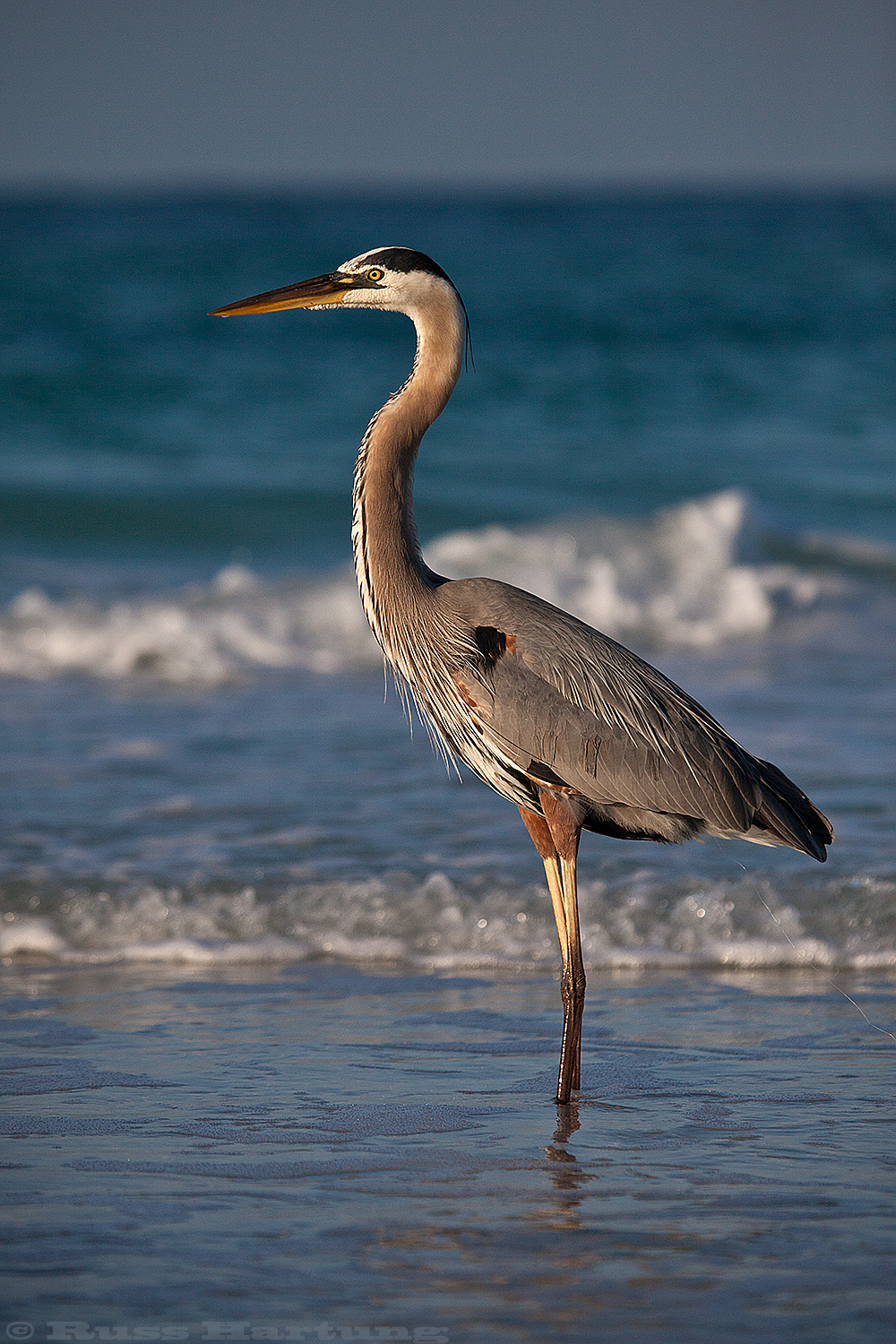 Great Blue Heron in profile. Sunrise on Anna Maria Island, Florida. 