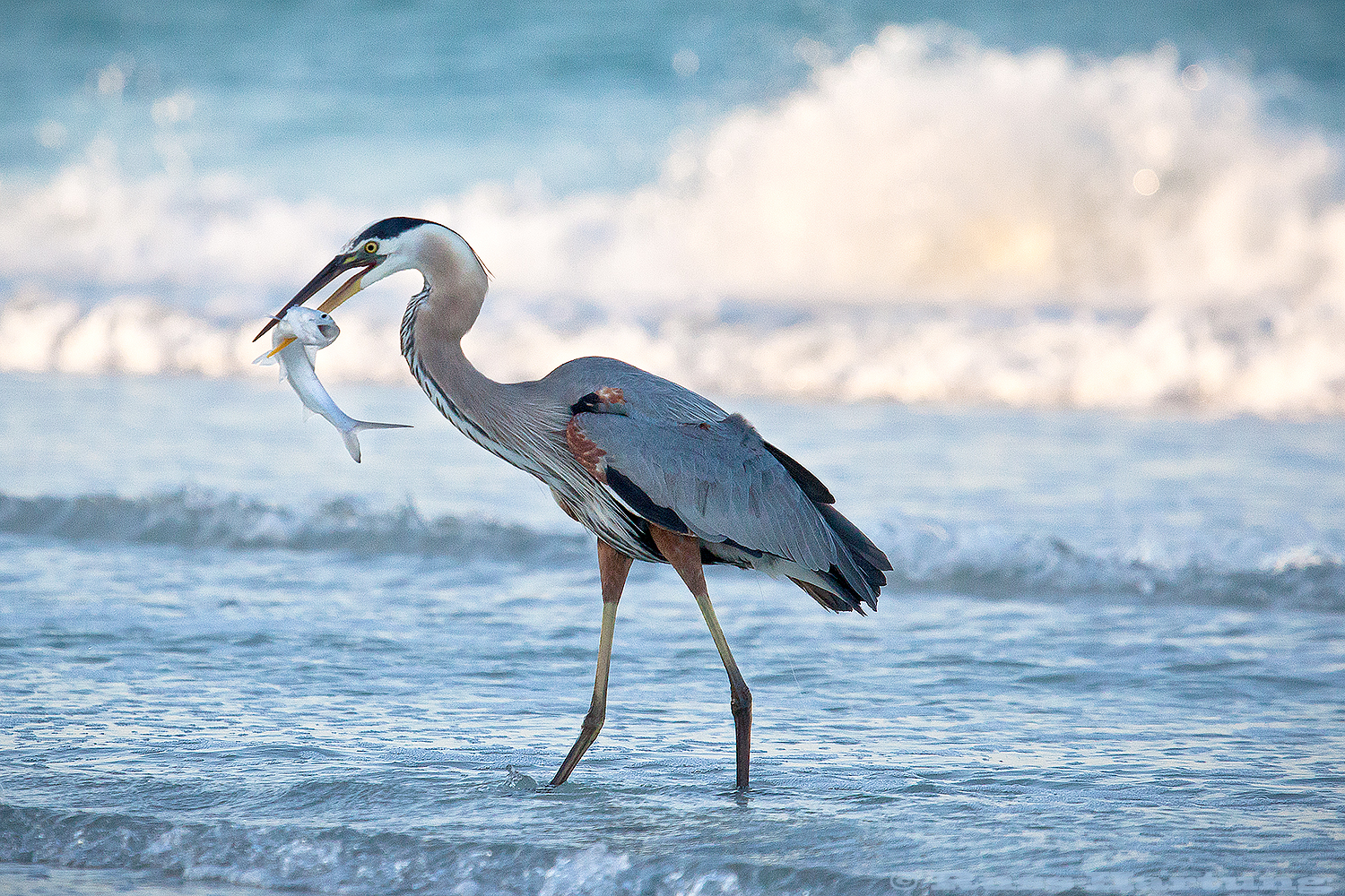 Great Blue Heron with a fish that's not too happy about being his breakfast. Anna Maria Island, Florida. 