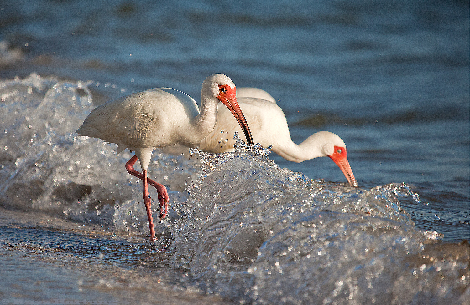 Ibis feeding in the surf. Anna Maria Island, Florida. 