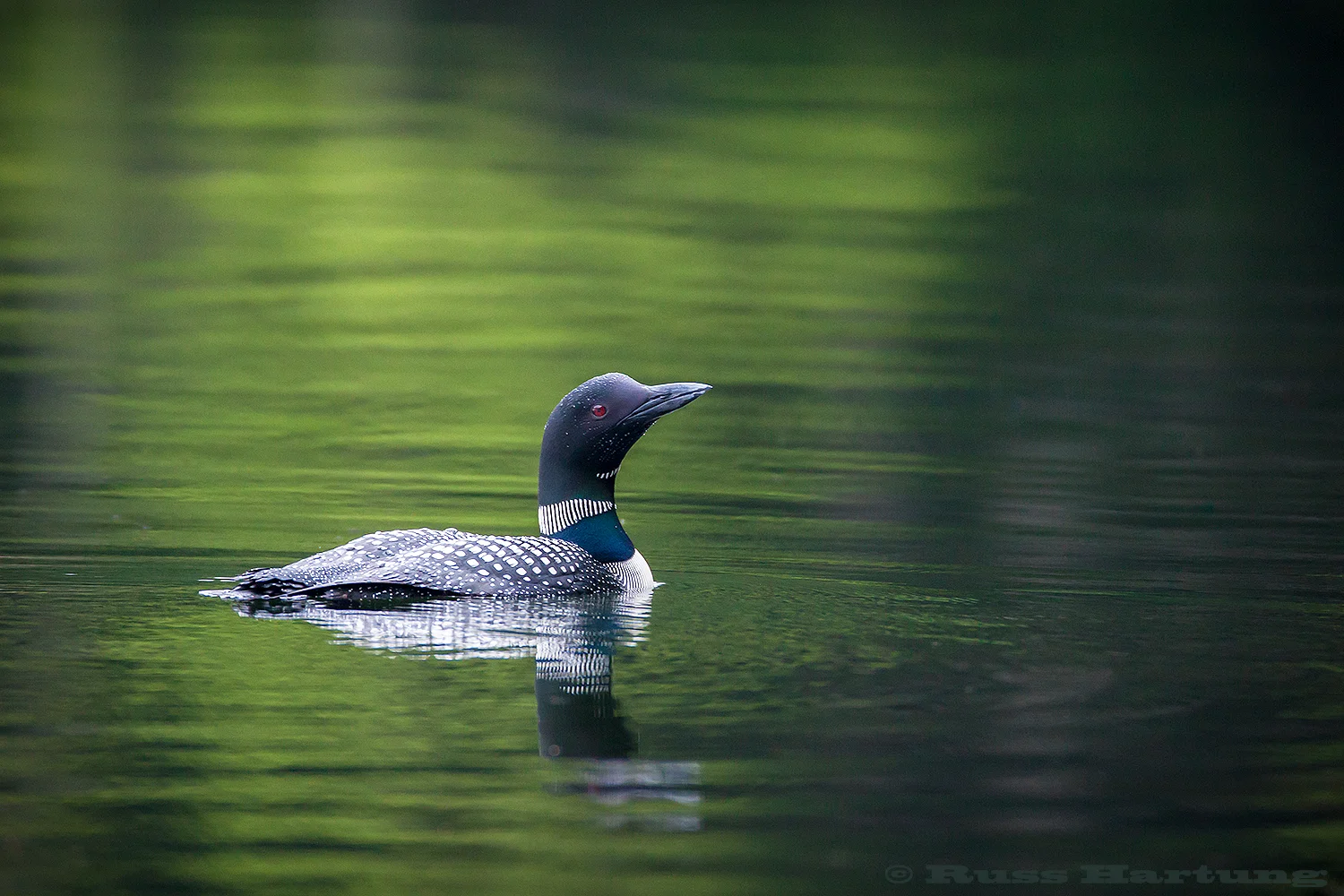 Loon - Little Clear Pond. The reflection from the trees on the shore provides a perfect background and helps show off the subtle colors of this iconic bird.