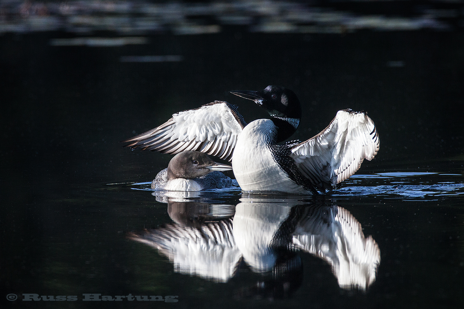 Momma Loon and her adolescent. I watched her for an hour as she tried to teach him to fish. After several lessons she flew away and left him to figure it out himself. 