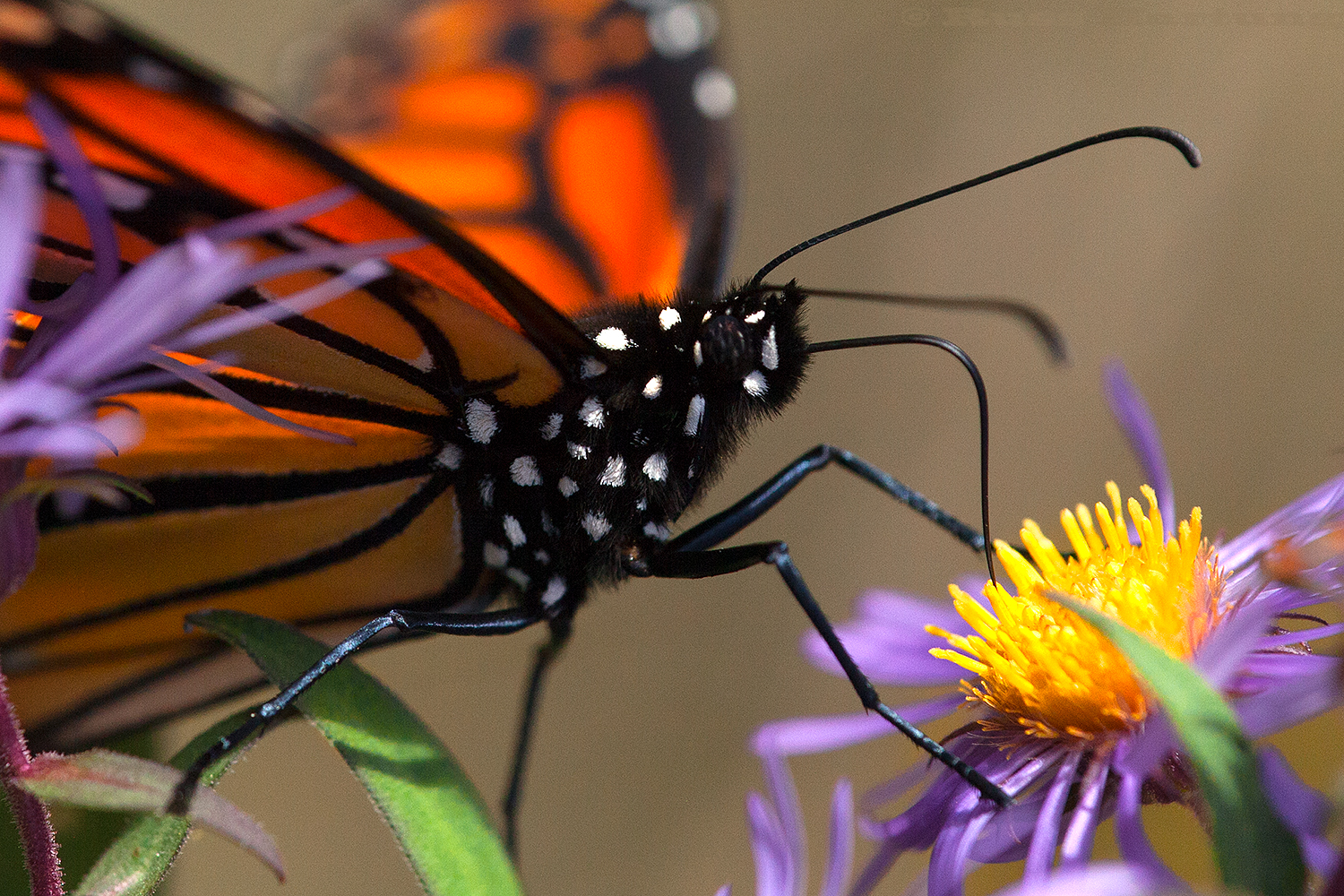 Monarch butterfly - Adirondack Park. 