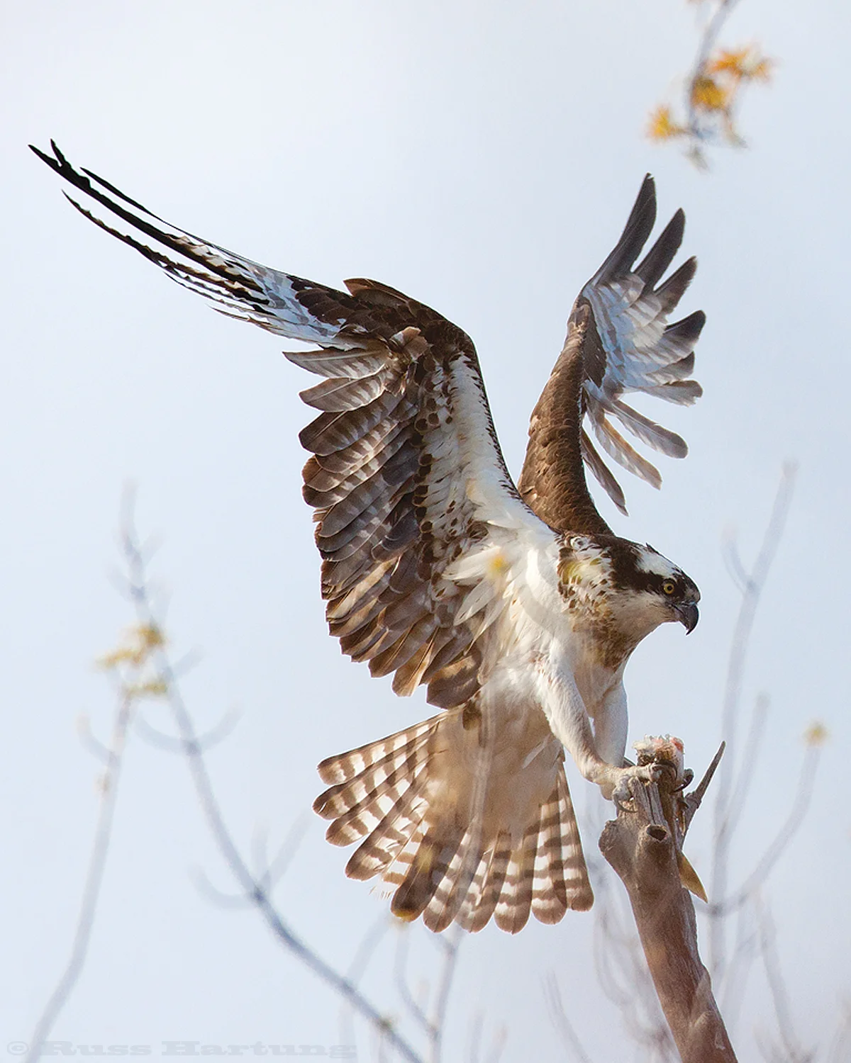 Osprey landing on a perch with the last half of a freshly caught fish. Ausable Point - Adirondack Park.