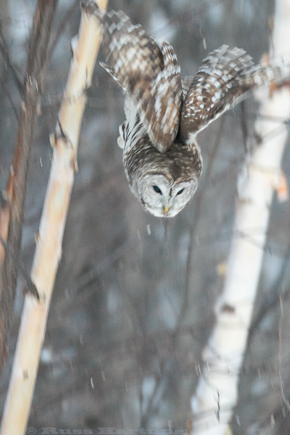 Barred Owl diving for dinner. He missed. 