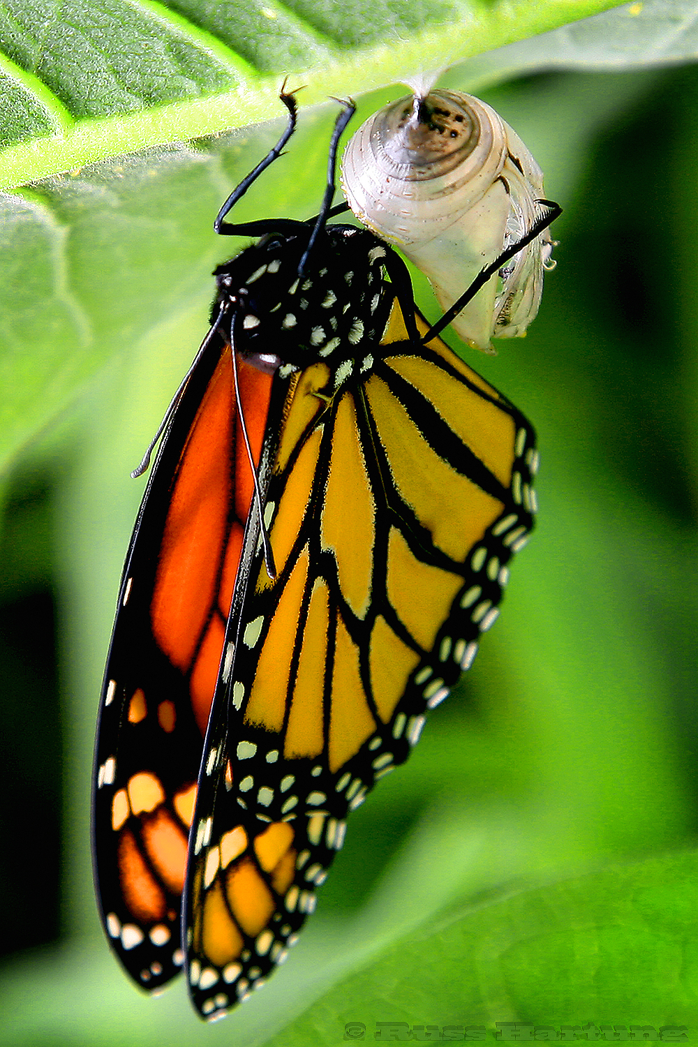 Monarch Butterfly minutes after emerging from a chrysalis. 